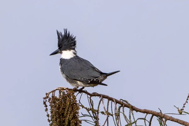 Red squirrel eating in Menstrie Woods. Cute wildlife close-up.