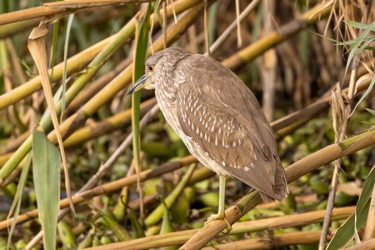 Red squirrel eating in Menstrie Woods. Cute wildlife close-up.