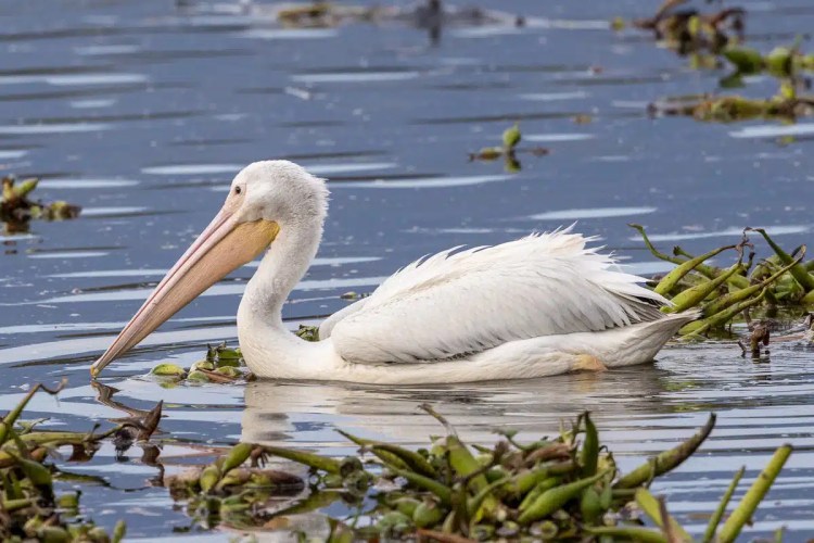 Red squirrel eating in Menstrie Woods. Cute wildlife close-up.