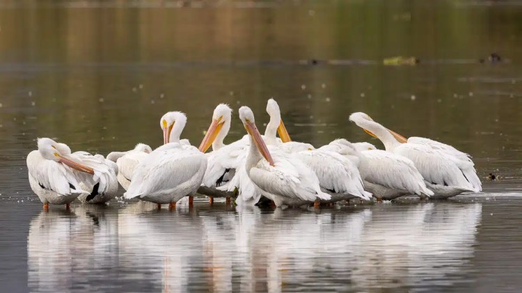 Red squirrel eating in Menstrie Woods. Cute wildlife close-up.