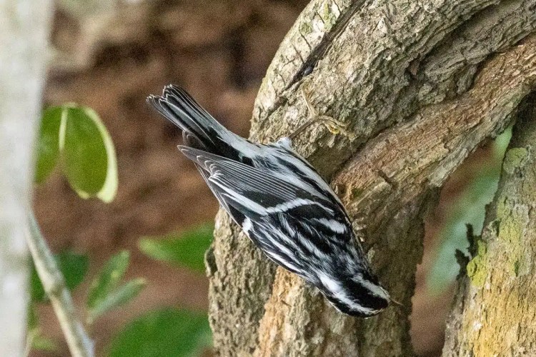 Black-and-white warbler clings to a tree trunk at Crooked Tree, birding.