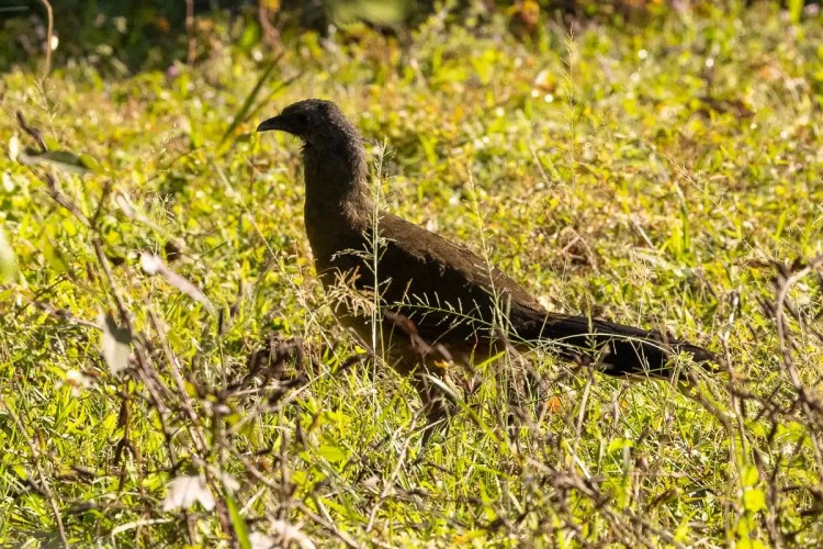 A Great Ani bird stands in the grassy undergrowth at Crooked Tree, Belize.