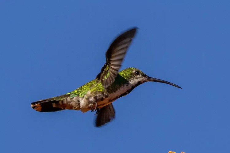 Hummingbird in flight against a clear blue sky, Crooked Tree birding location.