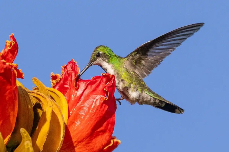Hummingbird feeding on a red flower at Crooked Tree. Birding at Crooked Tree.