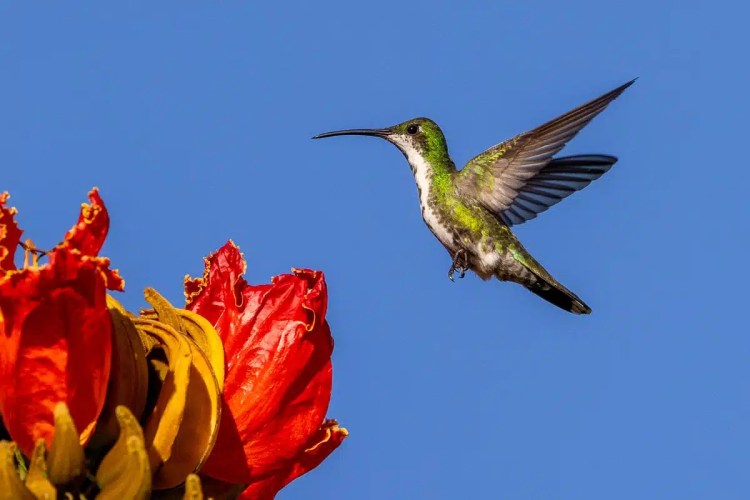 Hummingbird flying near a vibrant red flower against a clear blue sky at Crooked Tree.