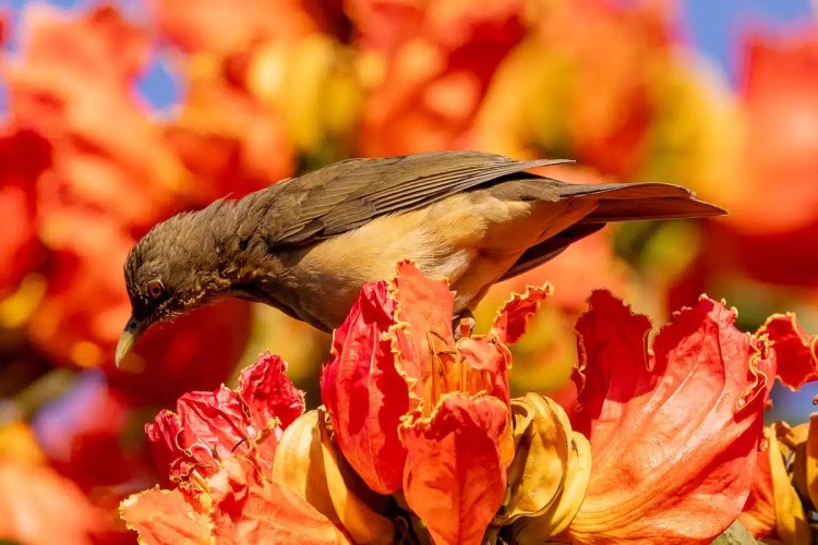 Bird perched on vibrant orange flowers at Crooked Tree.