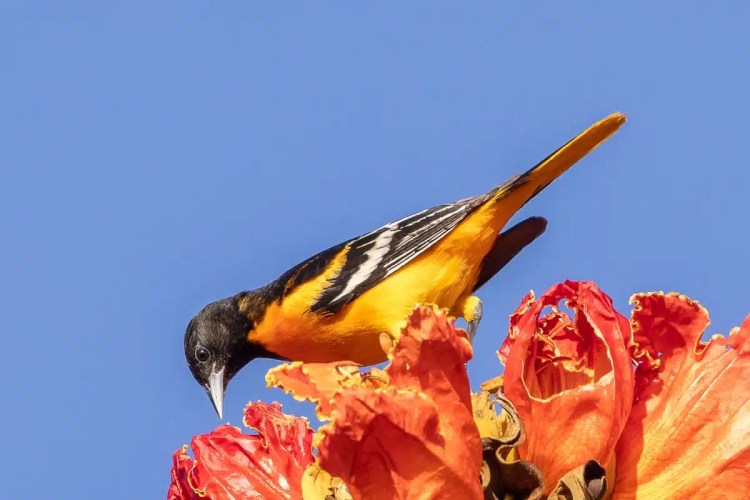 Baltimore Oriole perched on vibrant orange flowers against a clear blue sky.