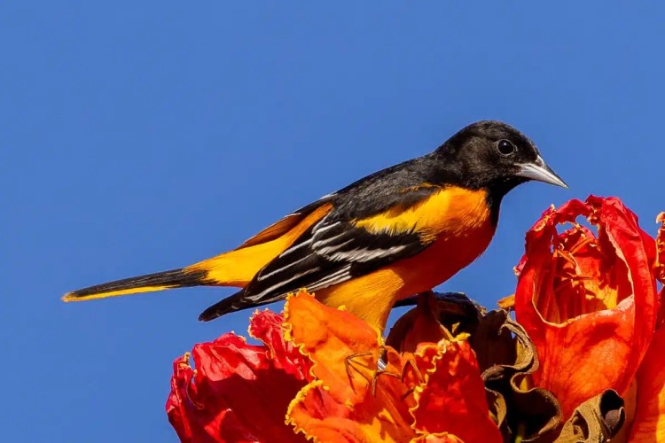 Baltimore Oriole perched on a vibrant orange flower against a clear blue sky, Crooked Tree birding.