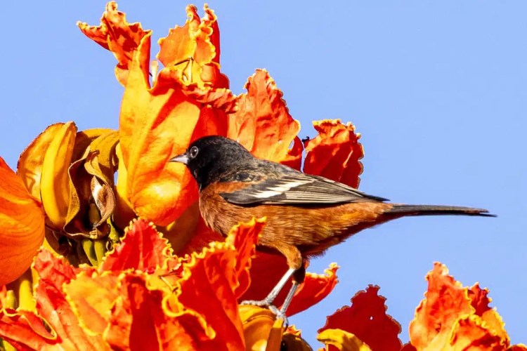 Orchard Oriole perched on bright orange flowers. Birding at Crooked Tree.