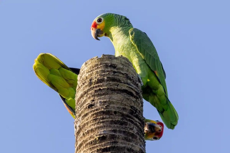 Two orange-fronted parrots perched on a palm tree trunk at Crooked Tree.