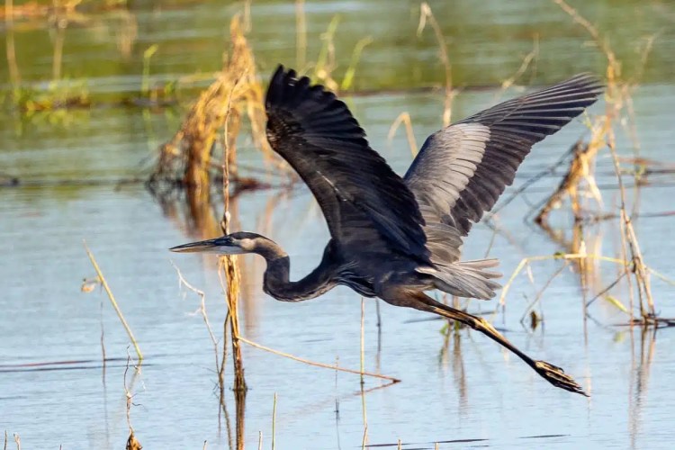 Great Blue Heron in flight over water at Crooked Tree.