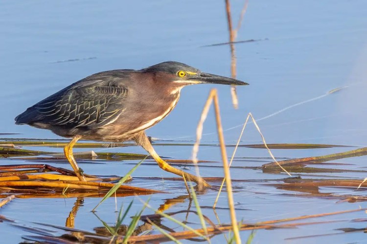Green heron wades in shallow water, hunting at Crooked Tree. Birding at Crooked Tree.