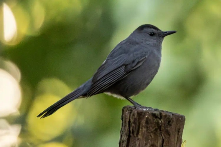 Gray catbird perched on a post. Birding at Crooked Tree.