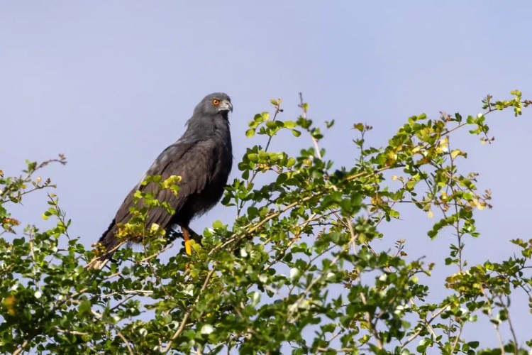 Gray hawk perched in a leafy tree at Crooked Tree. Birding in Belize.
