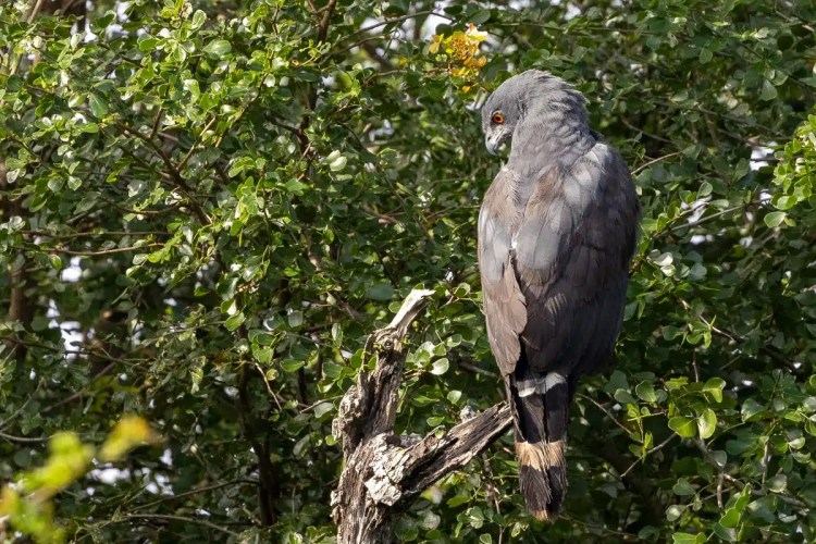 Grey hawk perched on a branch at Crooked Tree, birding in Belize.