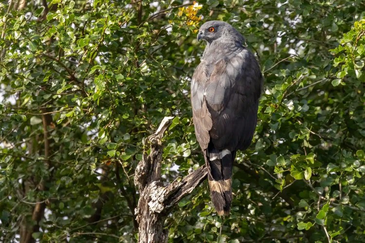 Grey hawk perched on a branch at Crooked Tree, showcasing birding opportunities in Belize.