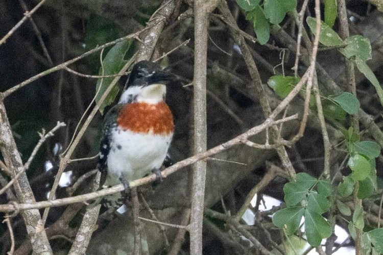 Ringed Kingfisher perched in a tree at Crooked Tree.