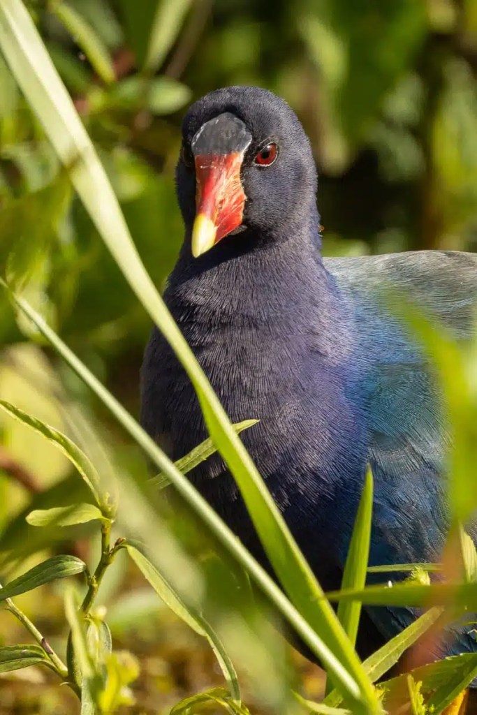 Purple Gallinule at Crooked Tree, Belize. Colorful bird with red and yellow beak in lush green foliage.