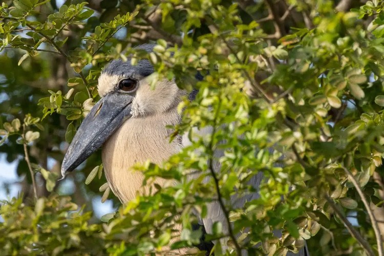 A Boat-billed Heron perched in a tree at Crooked Tree.