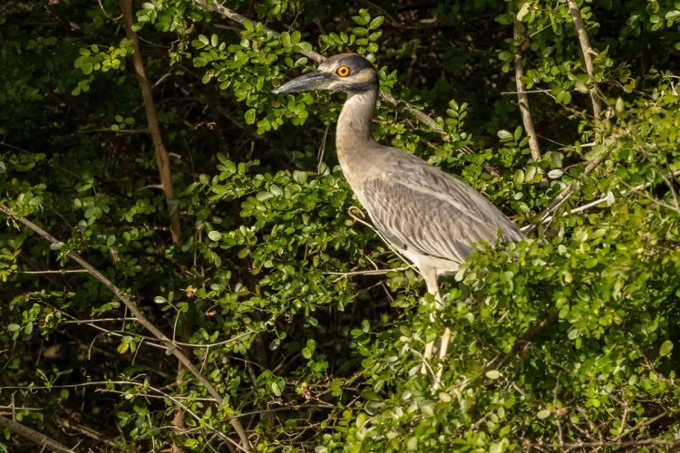 Yellow-crowned night heron perched in a leafy tree at Crooked Tree. Birding at Crooked Tree.
