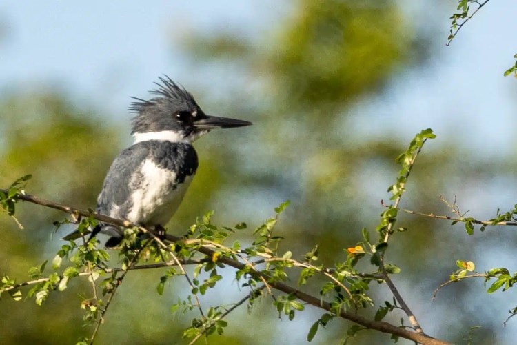Belted Kingfisher perched on a branch at Crooked Tree, Belize