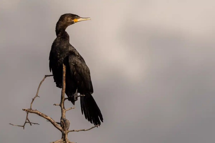 Cormorant perched on a branch at Crooked Tree, birding destination.