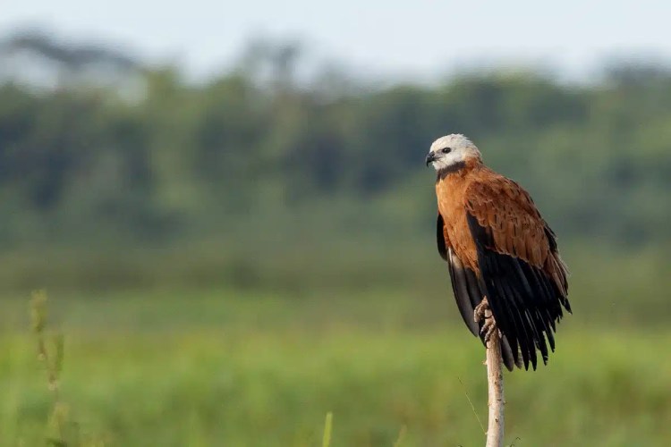 Black-collared hawk perched at Crooked Tree, Belize. Birding at Crooked Tree is a great experience!
