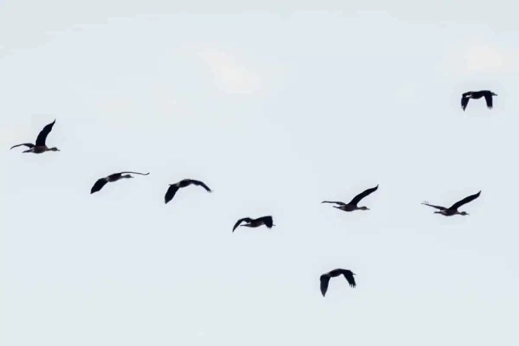 Flock of birds in flight against a white sky, relevant to birding at Crooked Tree.