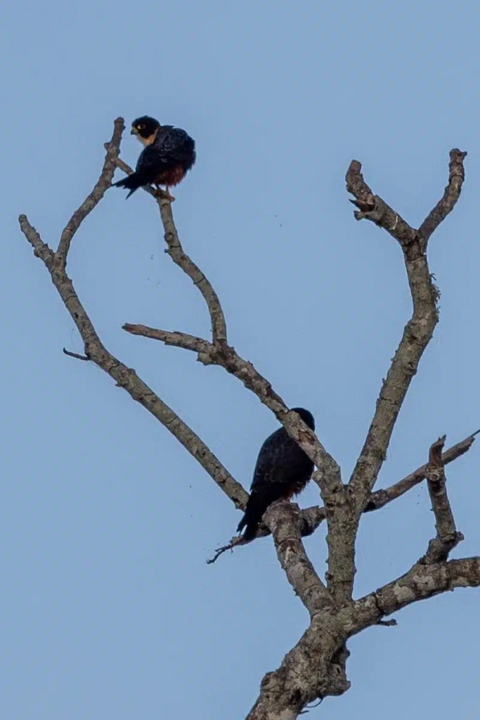Two Bat Falcons perched in a tree at Crooked Tree, Belize