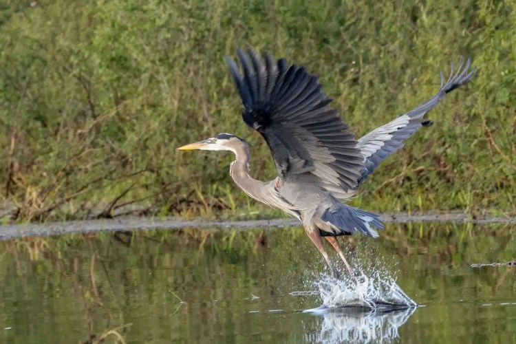 Great Blue Heron taking flight from the water at Crooked Tree.