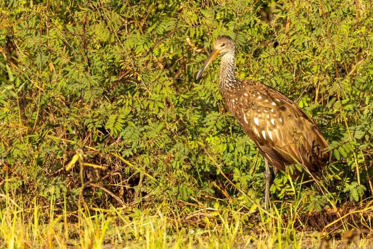 Limpkin bird standing in tall grass near a lush green bush. Birding at Crooked Tree.