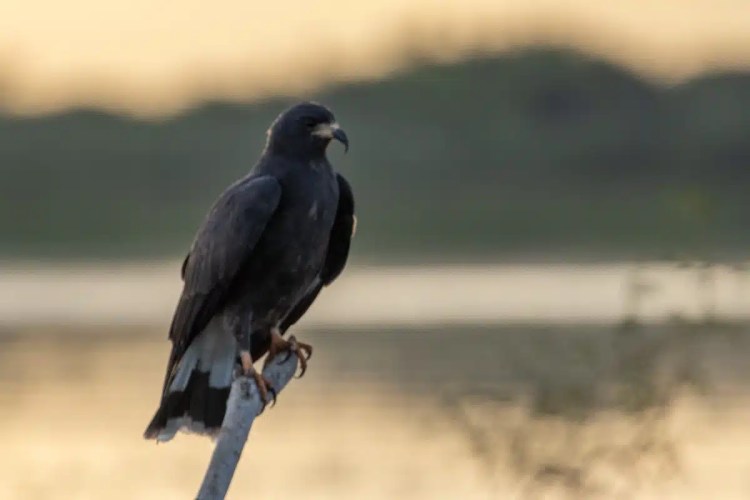 Gray hawk perched on a branch at Crooked Tree, with a blurred lake background.
