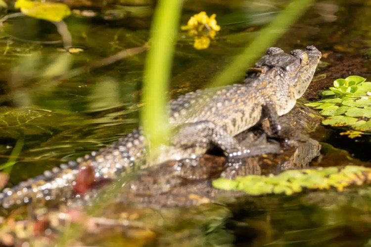 Young crocodile basking on a rock in a pond at Crooked Tree, surrounded by lily pads and yellow flowers.