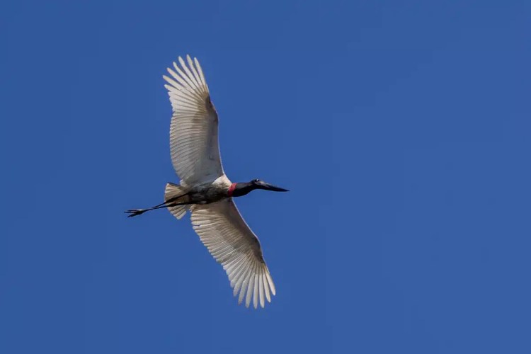 Jabiru stork in flight against a clear blue sky at Crooked Tree.
