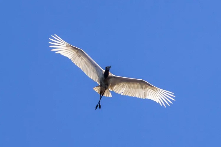 Jabiru stork soars against a clear blue sky during birding at Crooked Tree.