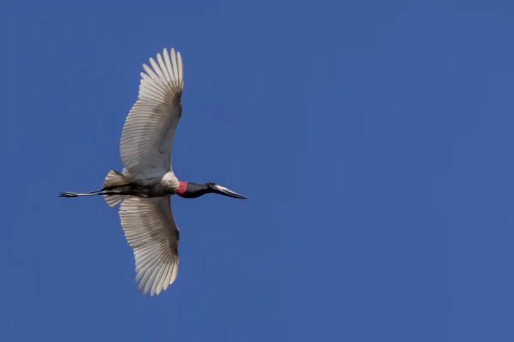 Jabiru stork in flight against a clear blue sky at Crooked Tree.
