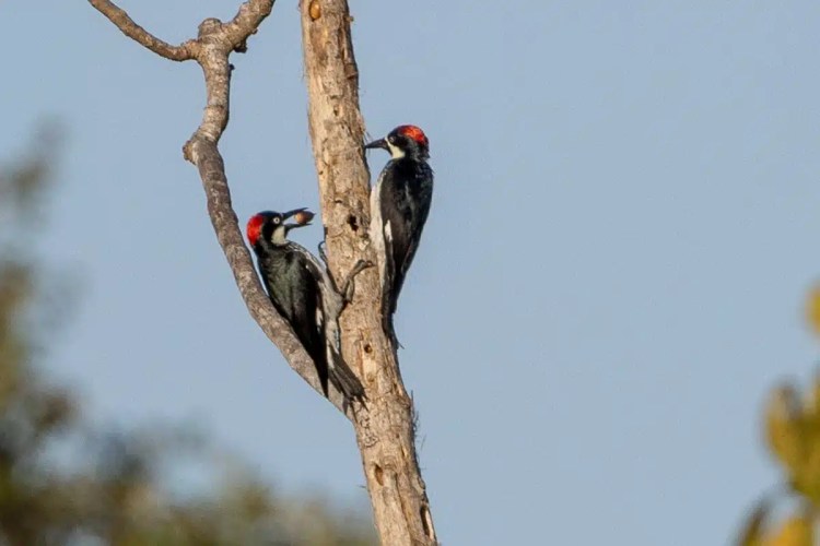 Two Acorn Woodpeckers on a tree branch; one with an acorn in its beak.