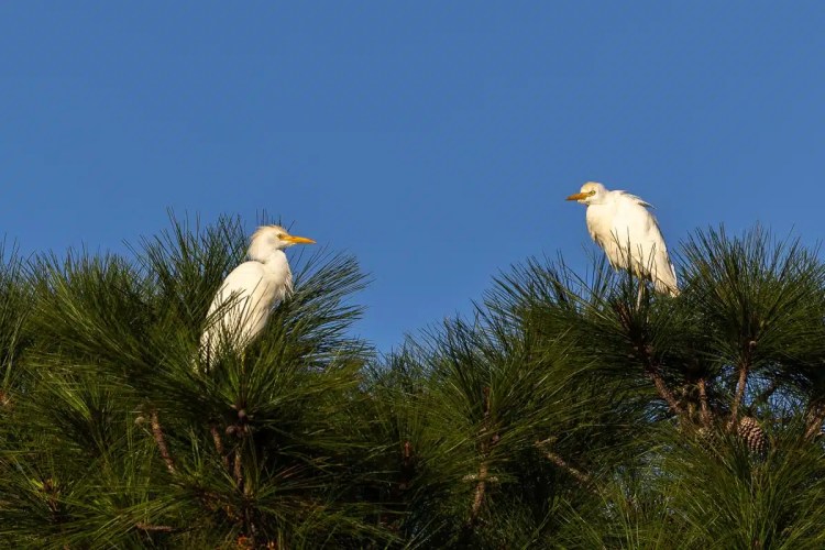 Two cattle egrets perched in a pine tree against a blue sky at Crooked Tree.
