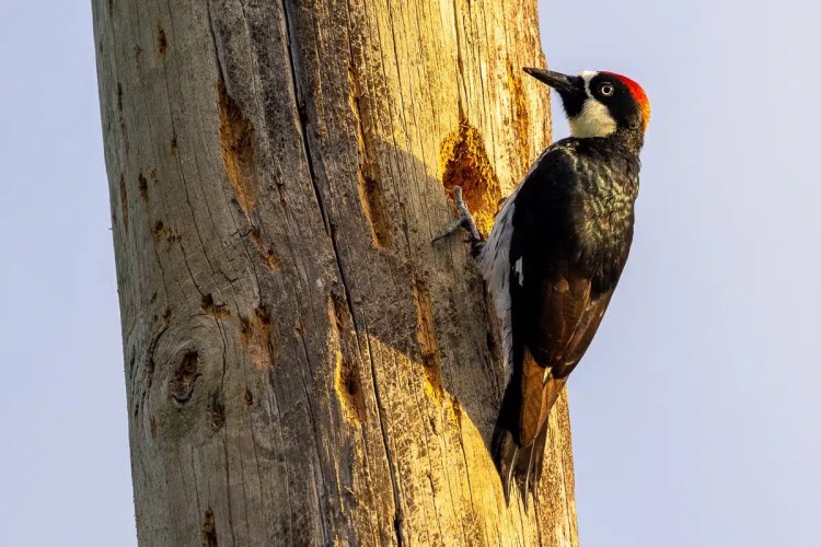Acorn woodpecker clinging to a tree trunk with drilled holes, possibly at Crooked Tree.