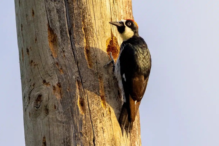Acorn Woodpecker clinging to a tree trunk with small holes, likely at Crooked Tree.