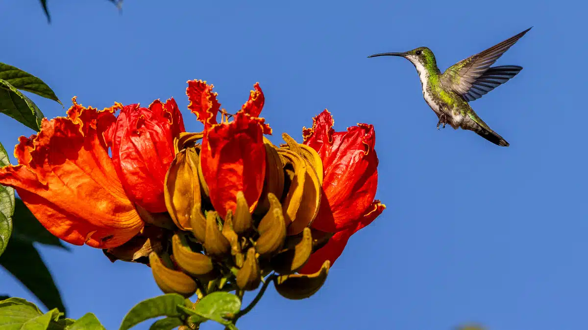 Hummingbird flying to an orange flower at Crooked Tree.