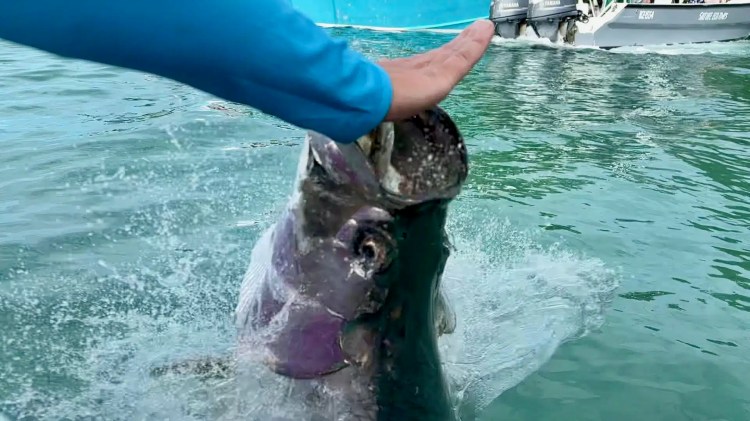 Hand petting a tarpon leaping from the water, boat in background.