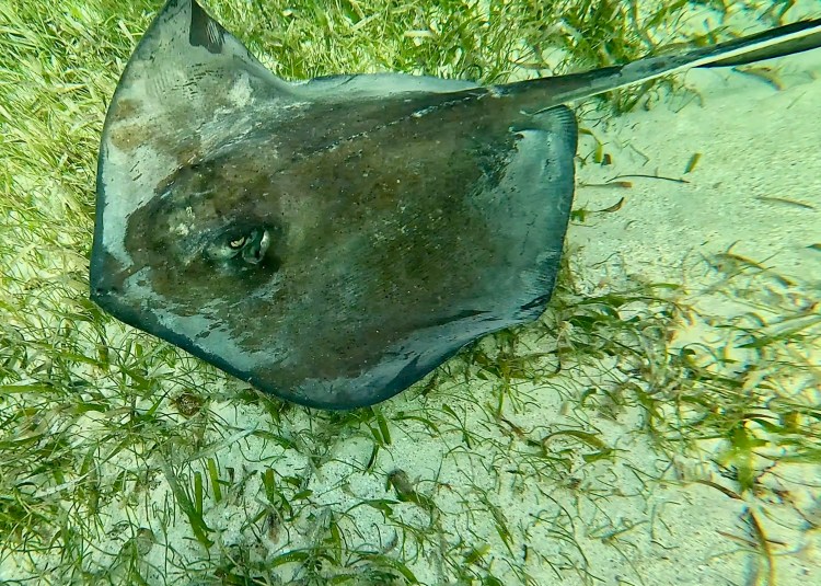 Stingray resting on the seabed while snorkelling Hol Chan Marine Reserve.