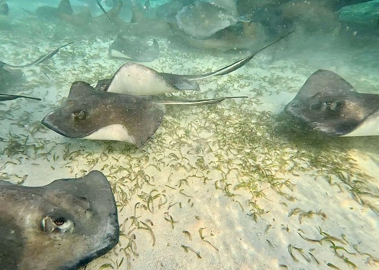 Snorkelling Hol Chan Marine Reserve: A group of stingrays swim over a sandy seabed with seagrass.