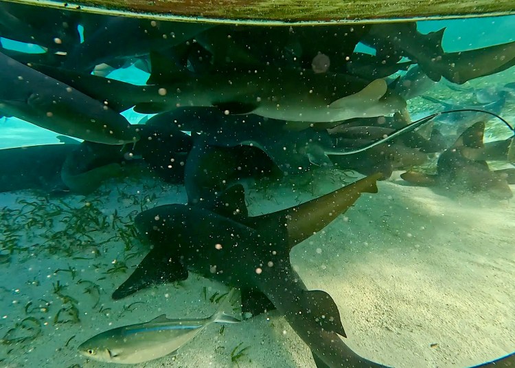 Nurse sharks swimming in Hol Chan Marine Reserve, Belize