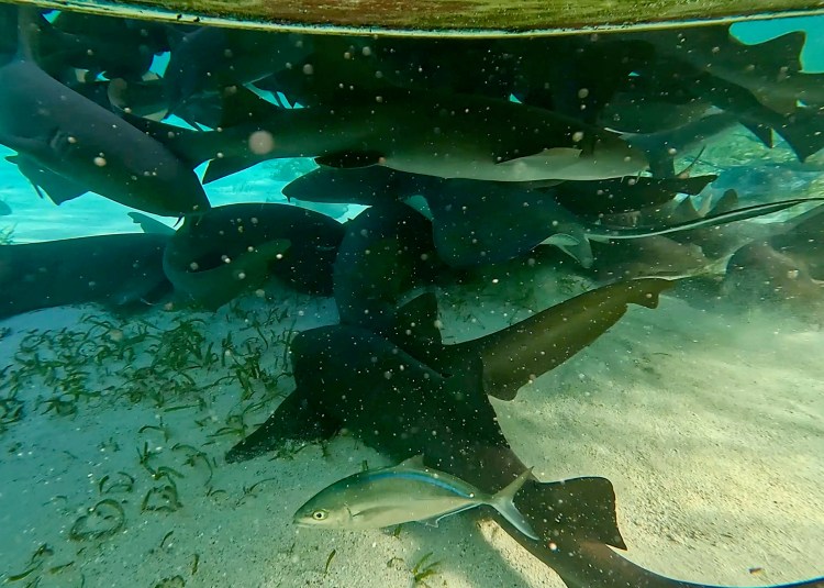Nurse sharks and a small fish swimming in the Hol Chan Marine Reserve during a snorkeling trip.