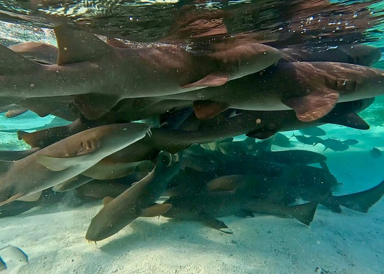 Nurse sharks congregate in shallow water, Hol Chan Marine Reserve.
