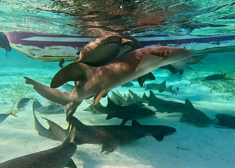 Nurse sharks swimming near a boat in Hol Chan Marine Reserve.
