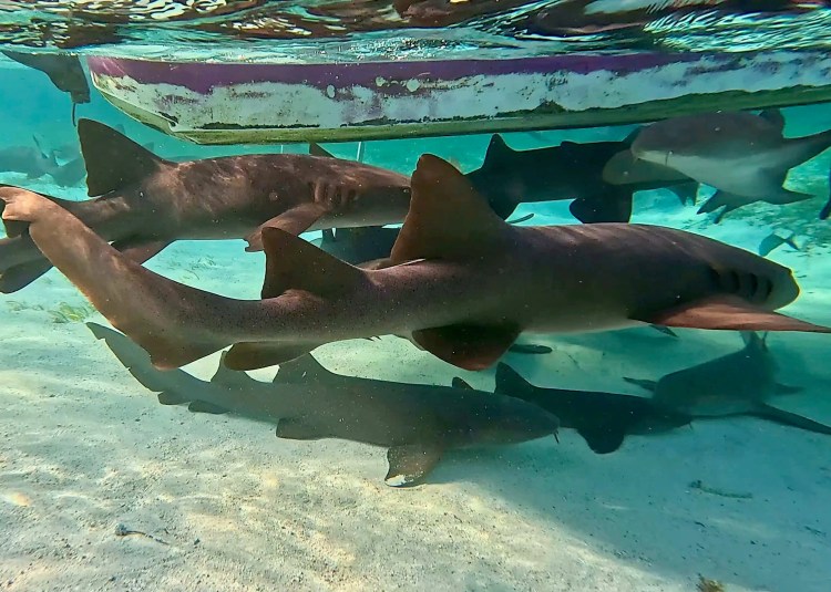 Nurse sharks swimming under a boat in Hol Chan Marine Reserve.