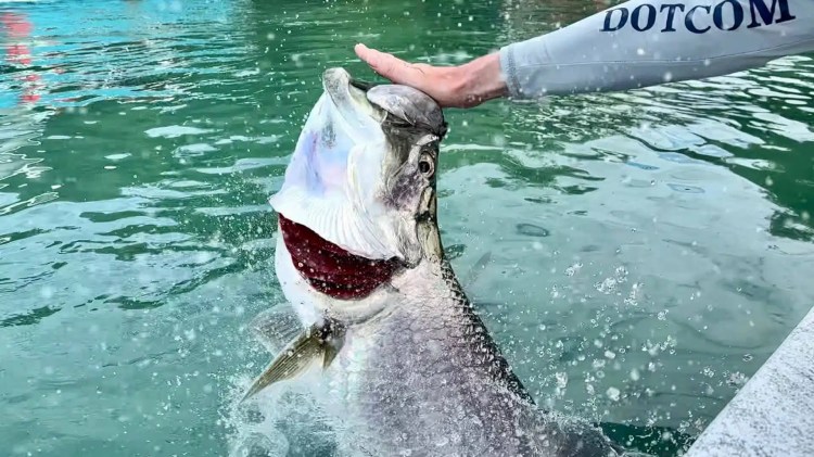 Large tarpon being held in the water, mouth open, with "DOTCOM" visible on a sleeve.